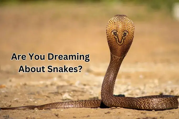 dreaming-about-snakes
