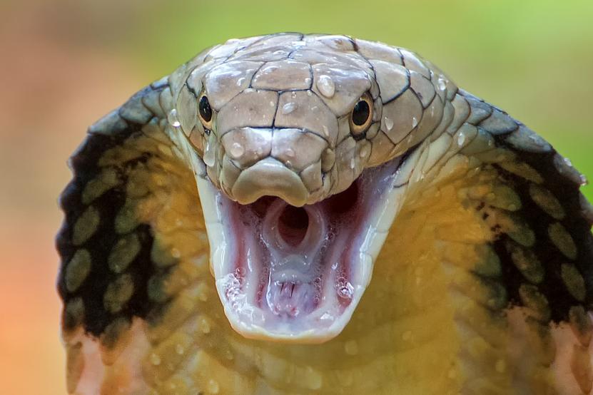 10 Spiritual Truths About Dream About Snakes Meaning – A Deep Guide for the Intuitive Mind